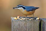 Red-breasted Nuthatch_52155